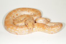 F albino 1.jpg