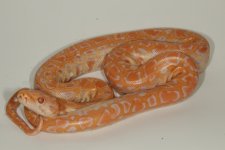 M albino 1.jpg