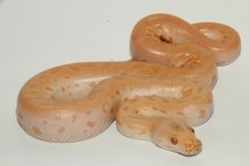 F albino green granite.jpg