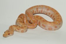 F Albino 2.jpg