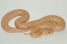 M albino 2.jpg