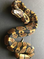 F SH het albino pied.jpg