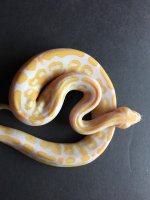 M Albino het pied.jpg