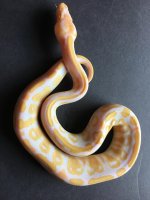 M Albino het pied2.jpg