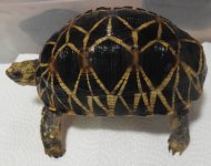 Behler Definite MALE 03 28 2029 (1).jpg