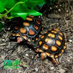 cherry-head-tortoise.jpg