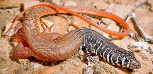 Nucras Tessellata.jpg