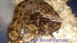 Het Blood Female.jpg