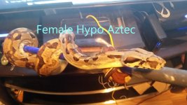 Hypo Aztec.jpg