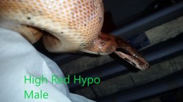 High Red Hypo.jpg