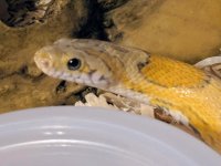 Honey1.jpg