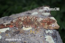 MCmamo17001_IMG_3962ps.jpg