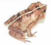 tn_crested_toad1.jpg
