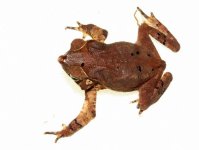 tn_crested_toad2.jpg
