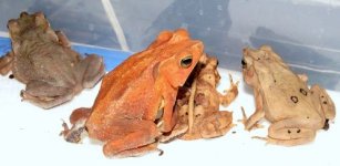 tn_crested_toad3.jpg
