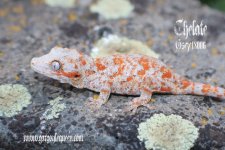Chelate_IMG_4048ps.jpg