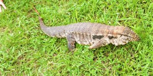 redtegu3.jpg