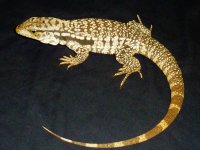 redtegu.jpg