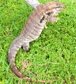redtegu.jpg