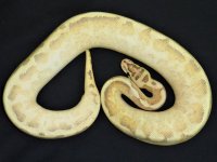 highspid.jpg