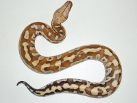 bloodpython.jpg