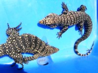 pair bw adults pk top tail b.JPG
