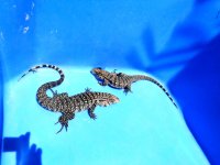 pair bw adults pk top tail c.JPG