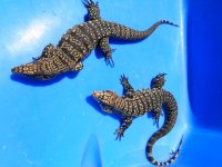 pair bw adults pk top tail a.JPG