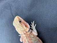 IMG_2453.jpg