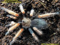 B.boehmei(F)2.5%22_1.jpg