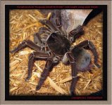 T.stirmi(f)AD1.jpg