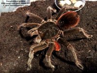 P.pedersi(f)_sub-adult_6.5inch_1.jpg