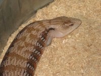 4 year old female2.jpg