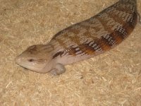 4 year old female3.jpg