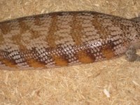 4 year old female4.jpg