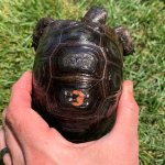 aldabra-tortoise-for-sale.jpg