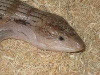 3 year old male4.jpg