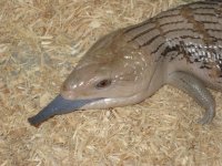 3 year old female2.jpg