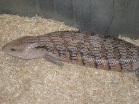 3 year old female3.jpg