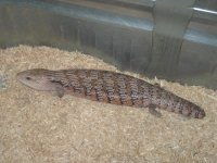 3 year old female.jpg