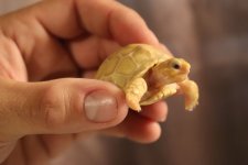ivoryhatchling15May2019_b.jpg
