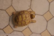 ivoryhatchling15May2019_a.jpg