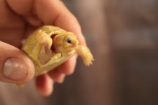 ivoryhatchling15May2019_d.jpg
