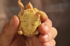 ivoryhatchling15May2019_e.jpg