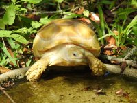 2018ivoryholdback1.jpg
