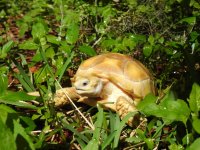 2018ivoryholdback4.jpg