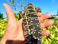 cross great markings glltr  rf  new enc d.JPG
