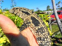 cross great markings glltr  rf  new enc c.JPG