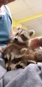 coon2.jpg