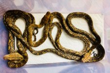 1.2 Double Het Albino Anthrax.jpg